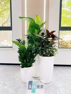 溧水写字楼办公室公共区域走道绿植租摆高中低搭配