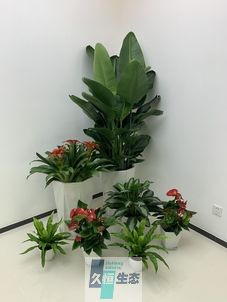 溧水办公室花卉绿植租摆简约组合